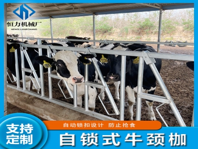 養(yǎng)殖場(chǎng)牛頸夾安裝的關(guān)鍵注意事項(xiàng)