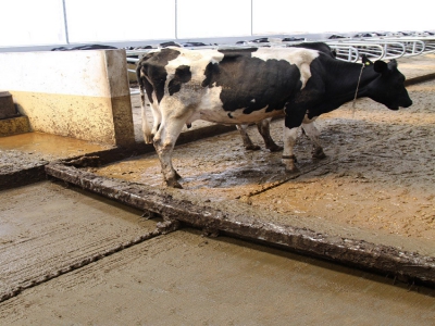 冬季低溫環(huán)境下，牛場清糞機(jī)如何制定面防凍維護(hù)方案