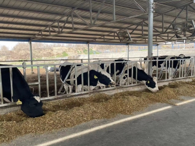 牛頸枷的技術(shù)革新